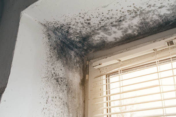 Affordable Mold Remediation solutions in Bahama, NC