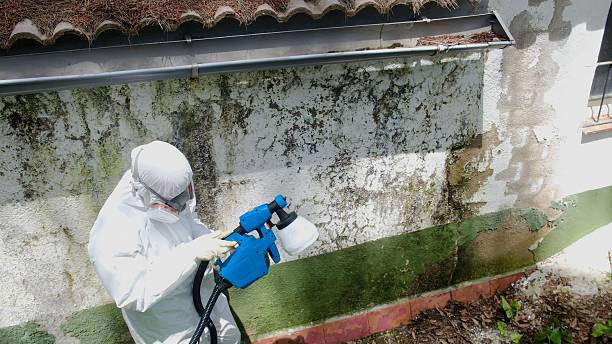 Trusted Basement Mold Remediation service in Bahama, NC - Cheap Mold Removal